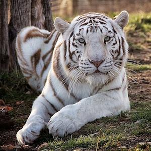 Savings coupon for National Tiger Sanctuary in Saddlebrooke, Missouri - zoo, family, fun