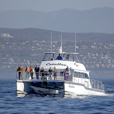 Savings coupon for Davey's Locker Luxury Whale Watching & Dolpin Cruise inNewport Beach, California, Orange County