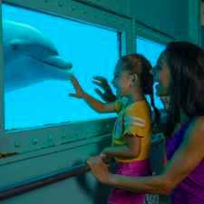 Savings coupon for Miami Seaquarium in Florida, aquarium, zoo, things to do, family, 